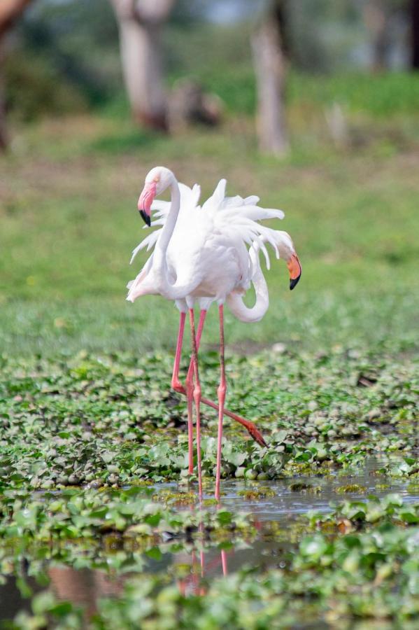 Lake Naivasha Crescent Camp Luaran gambar