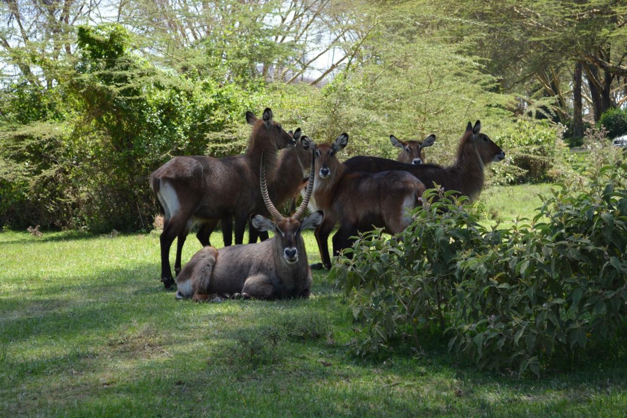 Lake Naivasha Crescent Camp Luaran gambar